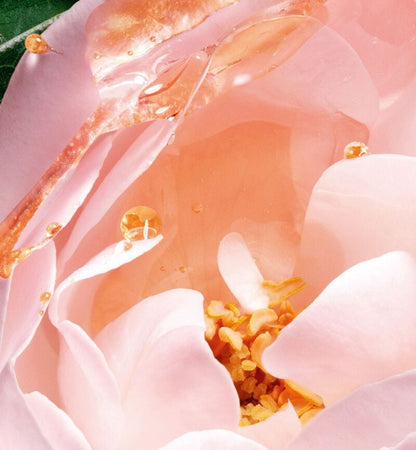 Immagine olfattiva Dioriviera: primo piano di una rosa rosa.