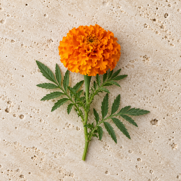 Orange Tagetesblüte mit gefiederten Blättern