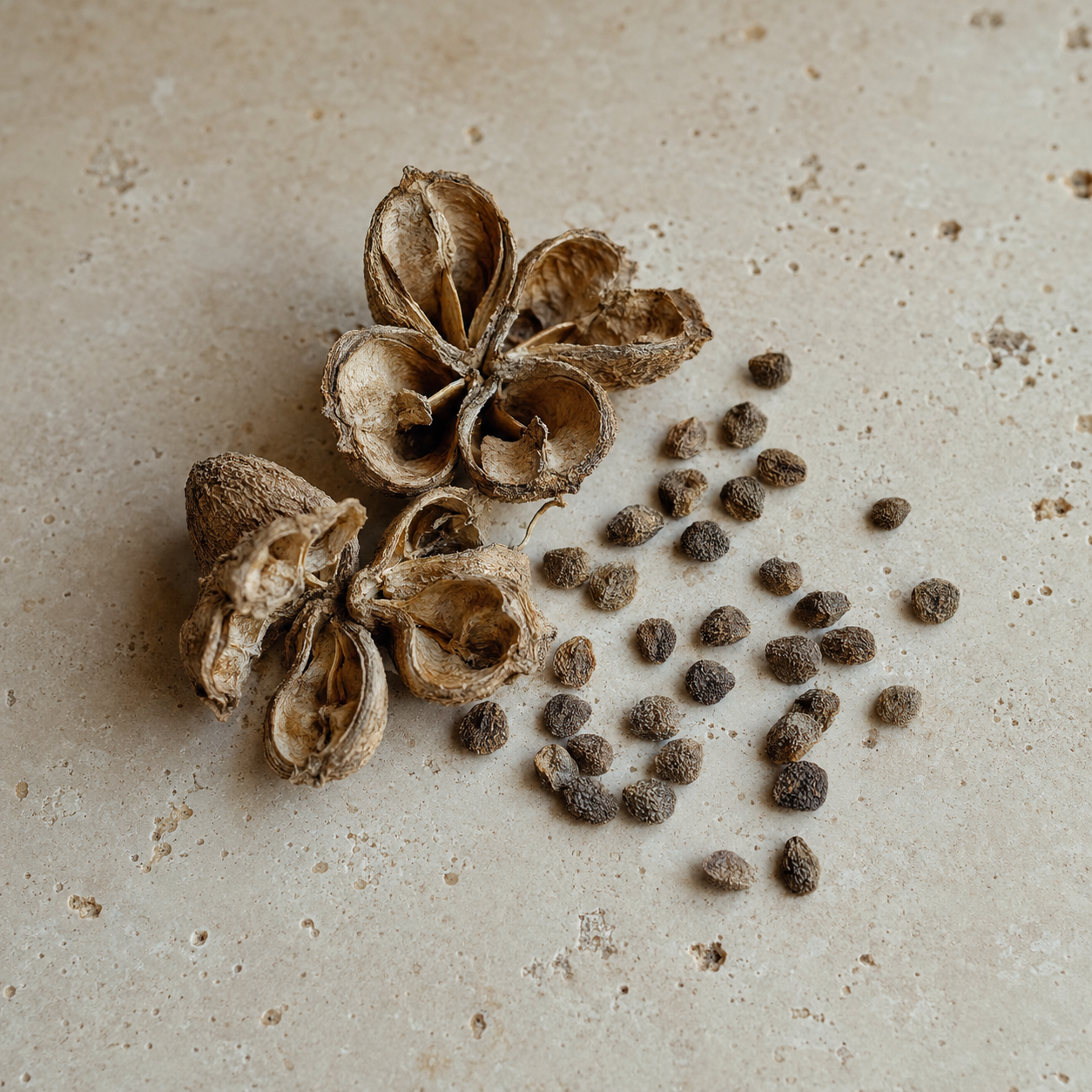Ambrette seeds
