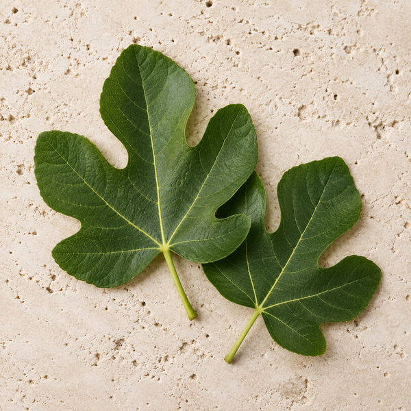 Broad lobed fig leaves