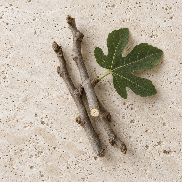 Fig twigs with pale cut wood and a small leaf