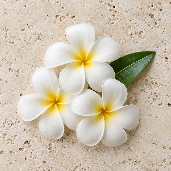 White frangipani flowers with yellow centres