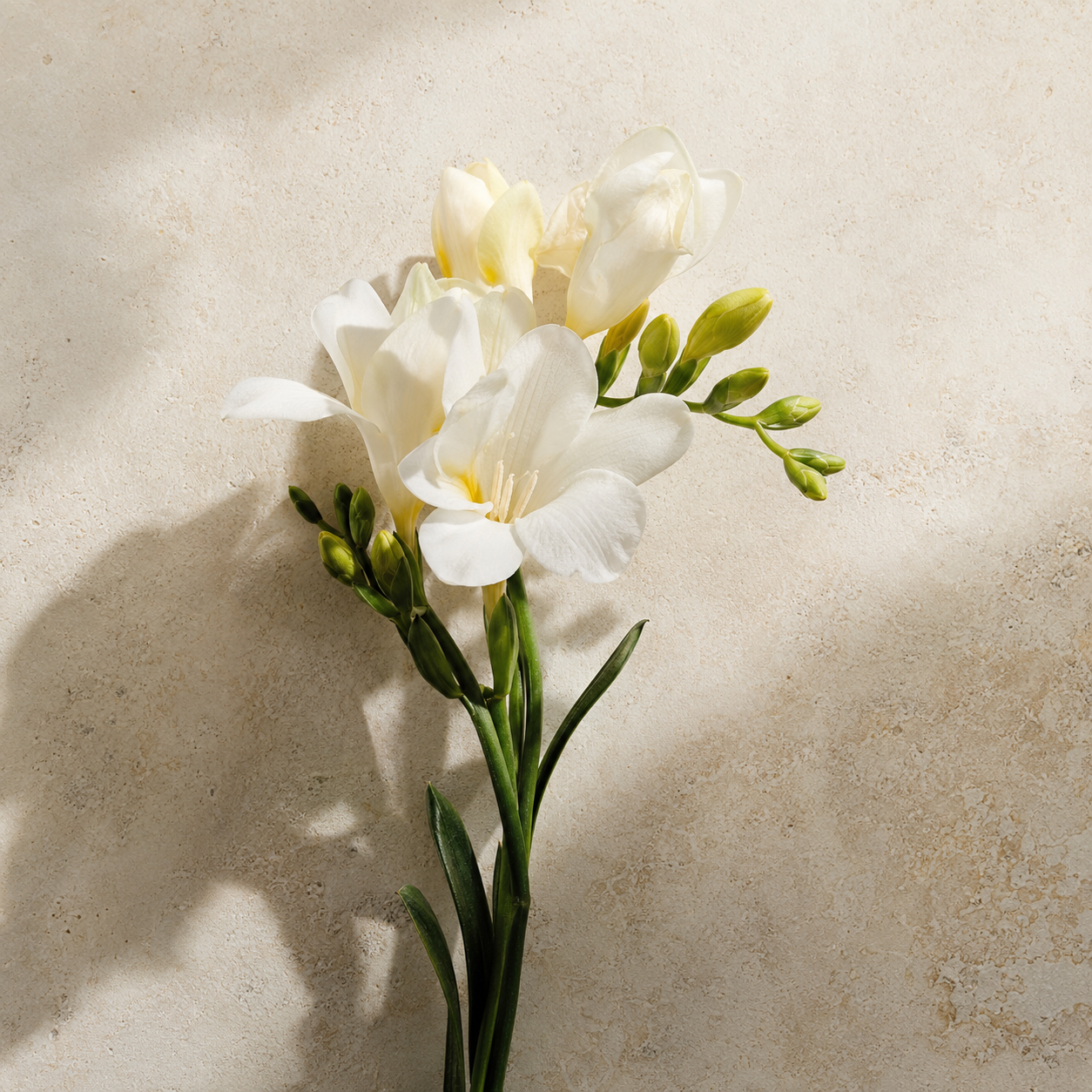 Freesia