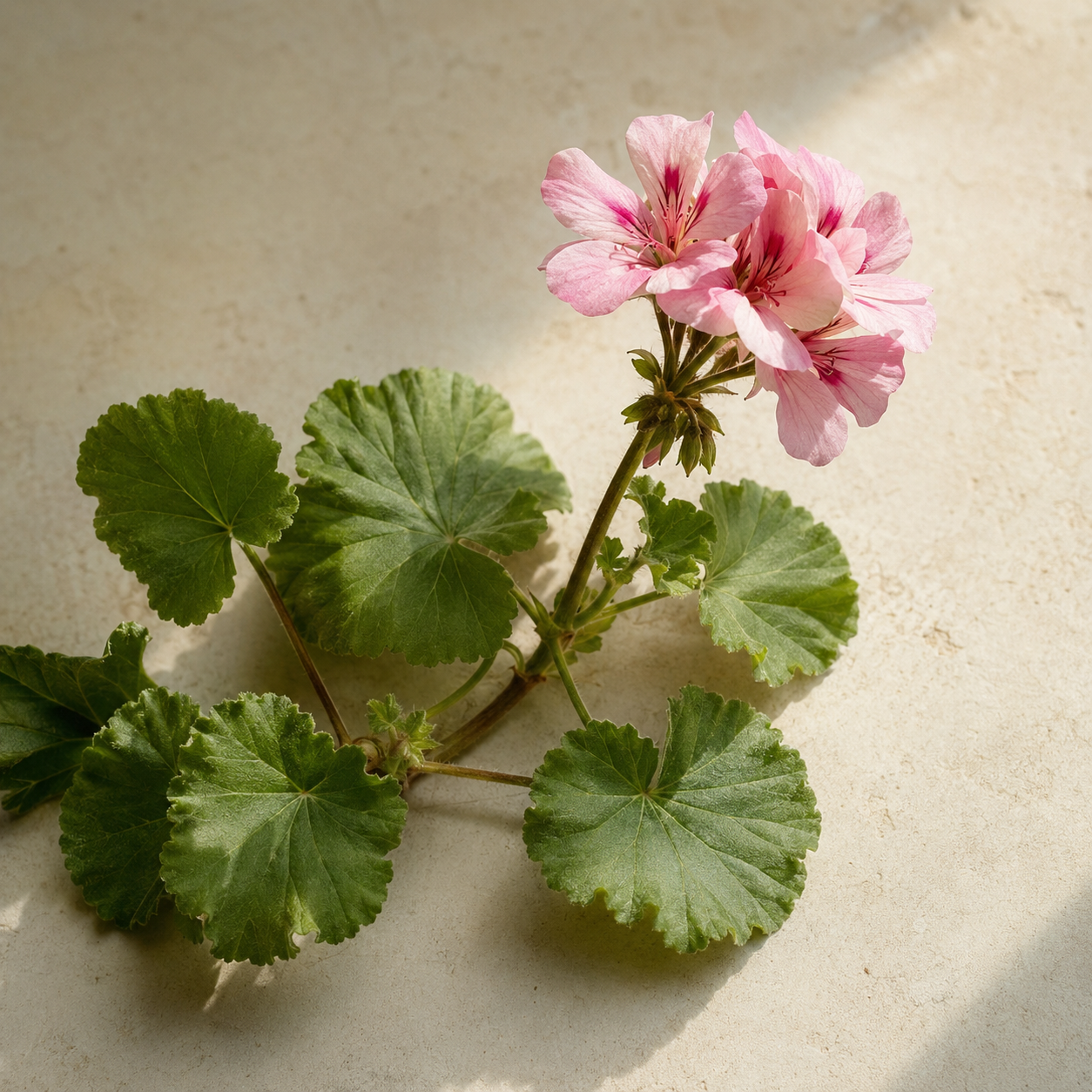 Geranium