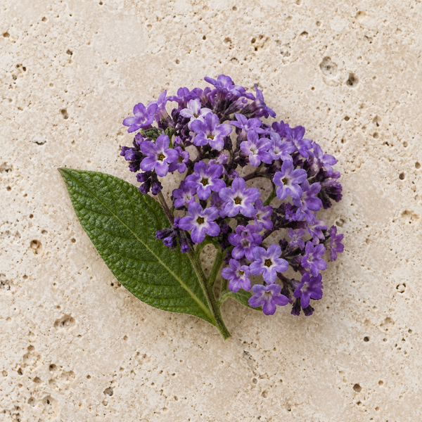 Violette Heliotropblüten mit grünem Blatt