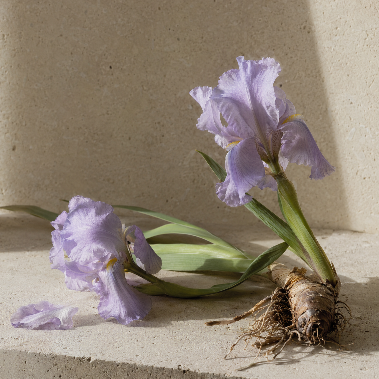 Iris