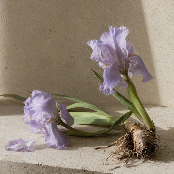 Illustration zur Duftnote Iris
