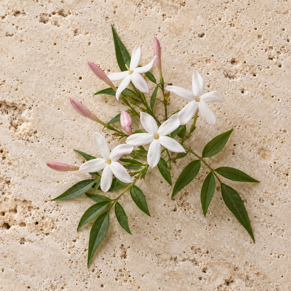 Sternförmige weisse Jasmin-Grandiflorum-Blüten