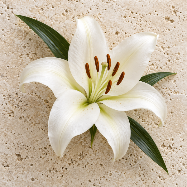 Weisse Lilienblüte mit sichtbaren Staubbeuteln
