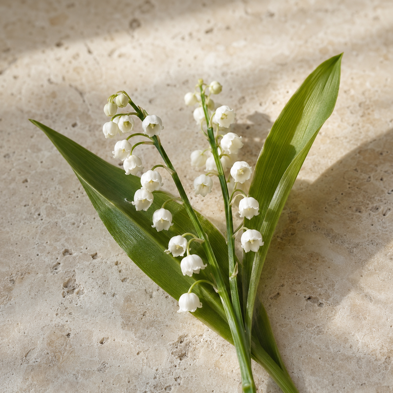 Lily of the valley