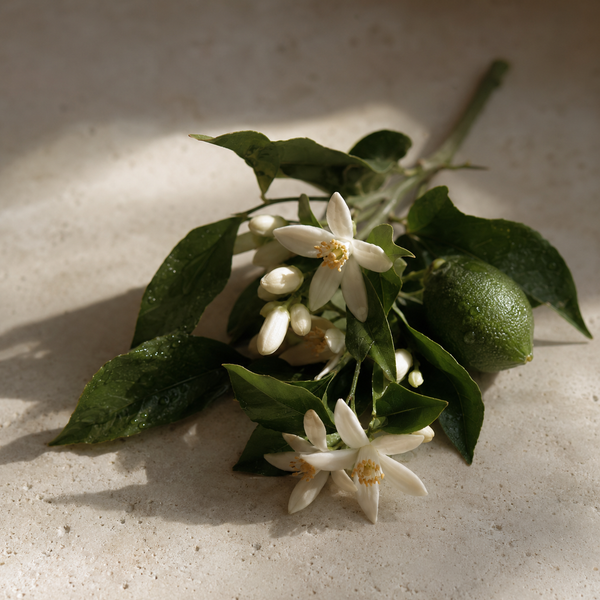 Illustration zur Duftnote Neroli