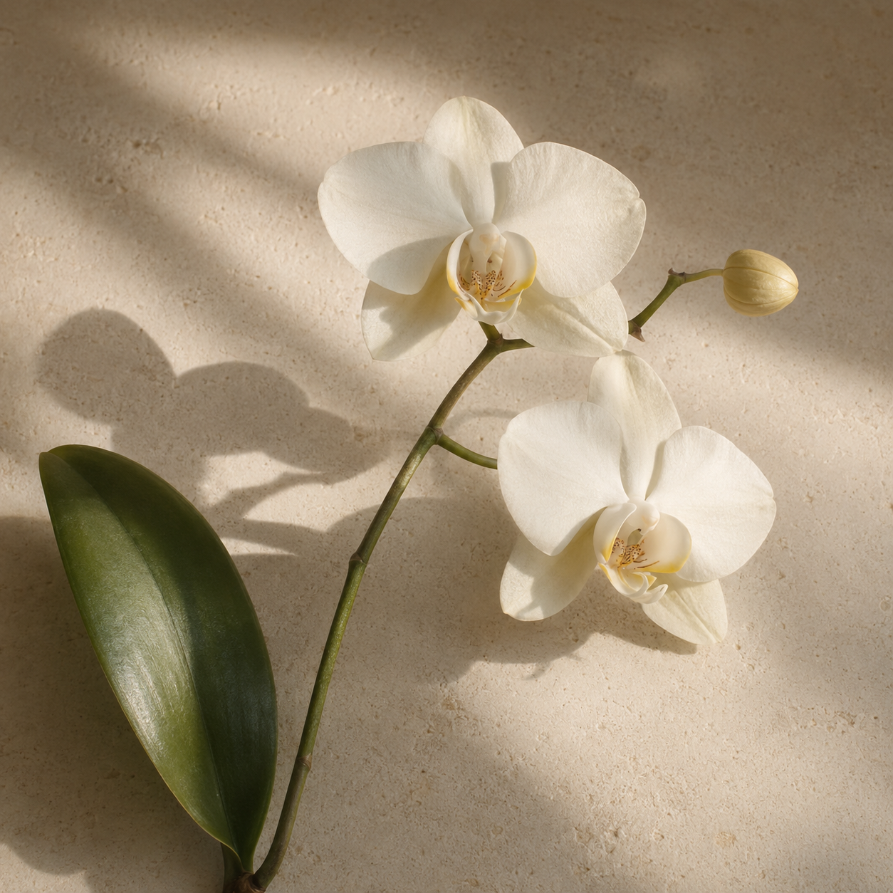 Orchid