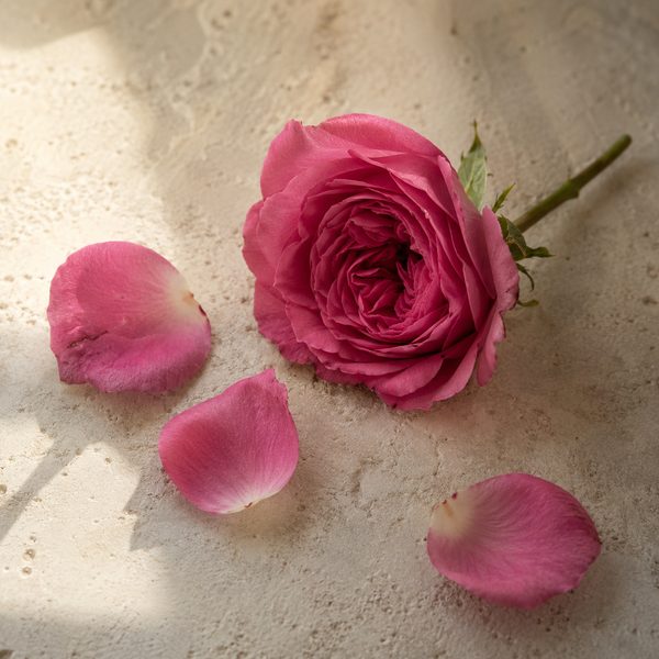 Illustration zur Duftnote Rose