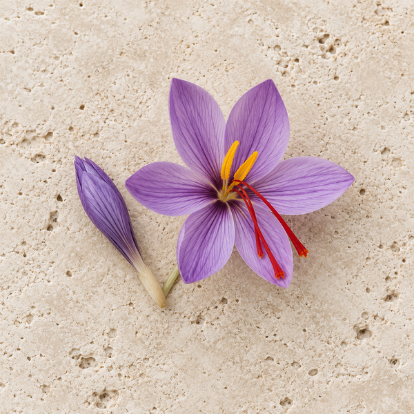 Violette Safranblüte mit roten Narbenfäden