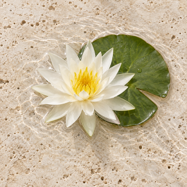 Helle Seerosenblüte mit eingekerbtem Schwimmblatt