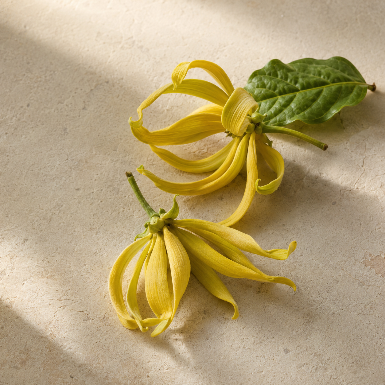 Ylang-ylang