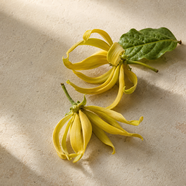 Illustration zur Duftnote Ylang-Ylang
